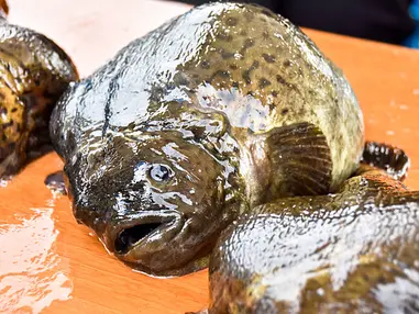 函館の冬の味覚、ごっこ汁が味わえる店