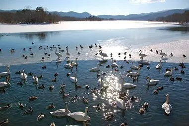 大沼公園冬景色、白鳥に会いにいく旅