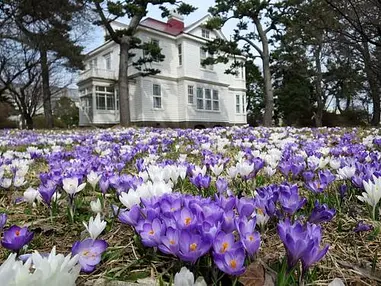 春の楽しみ、遺愛学院ホワイトハウスのクロッカス