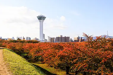 彩り鮮やか、函館の紅葉レポート2021