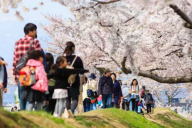 桜レポート2018 満開でにぎわう五稜郭公園の朝昼夜