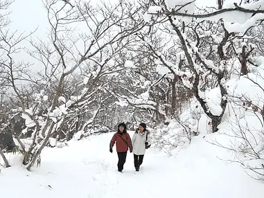 雪、野鳥、冬芽を楽しむ、冬の函館山歩き