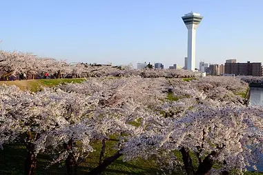 函館の桜レポート2017「今日の五稜郭公園」