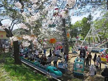 函館の桜レポート2017「今日の函館公園」