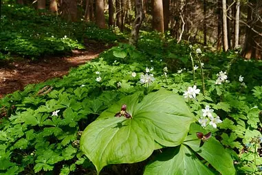 春の花をたずねて、函館山「宮の森コース」を歩く