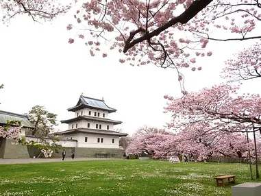 百花繚乱！　松前公園で桜三昧