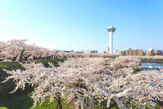 函館と近郊のおすすめ桜スポット23+2