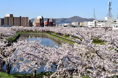 函館と近郊のおすすめ桜スポット23+2