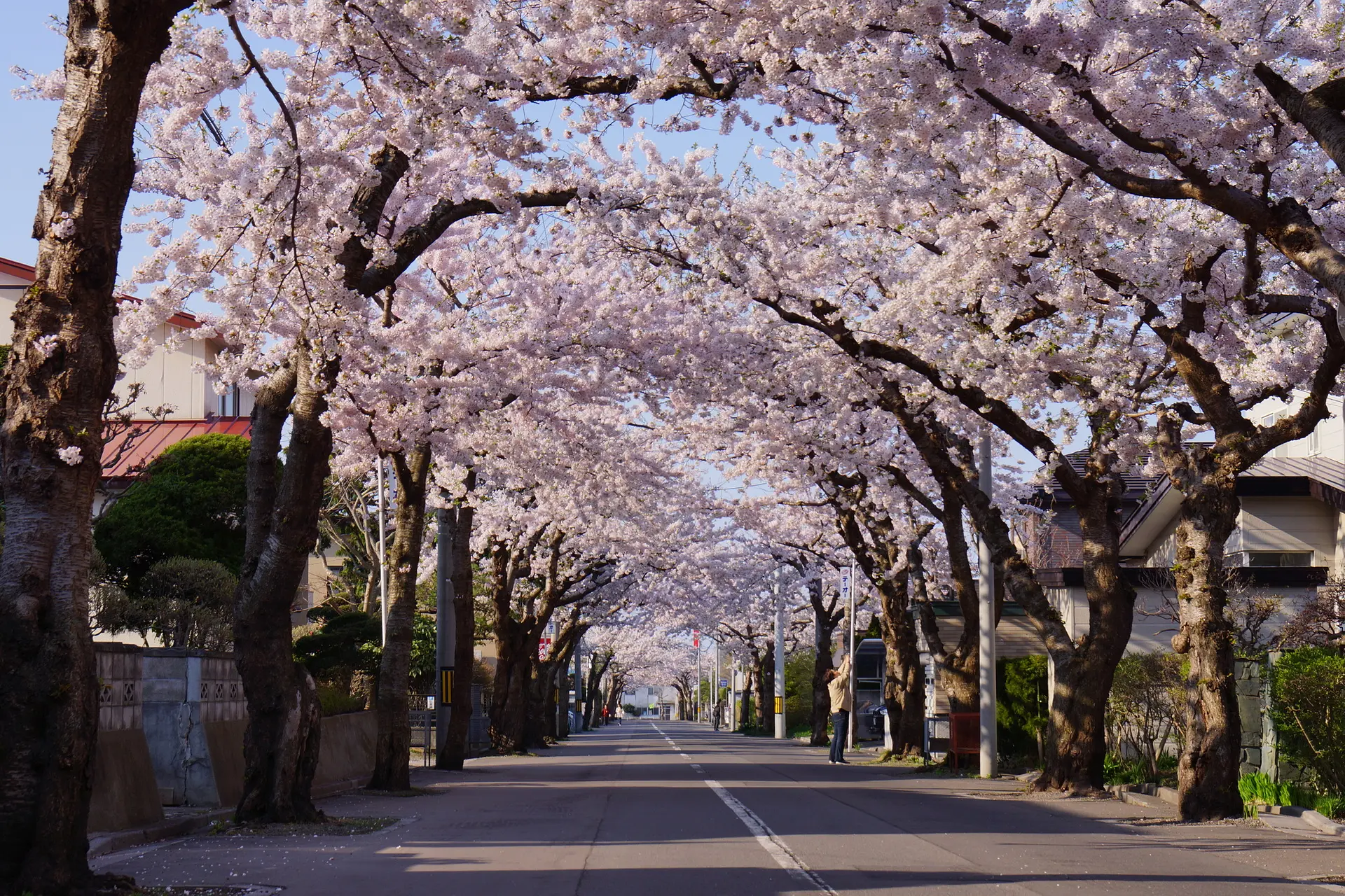 桜が丘通の桜並木