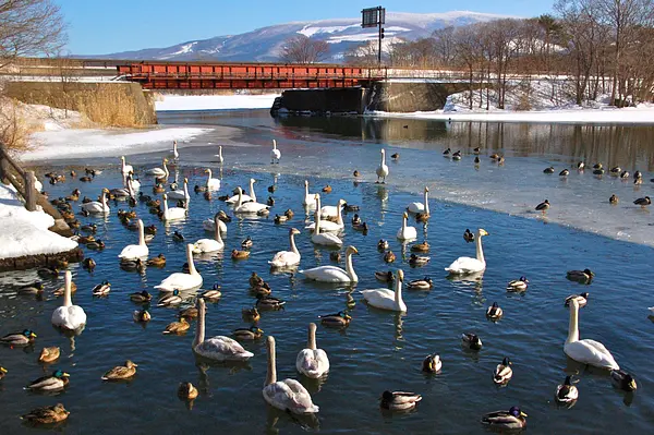 ※函館の画像ライブラリー※The_Onuma_Quasi-National_Park-5.jpg