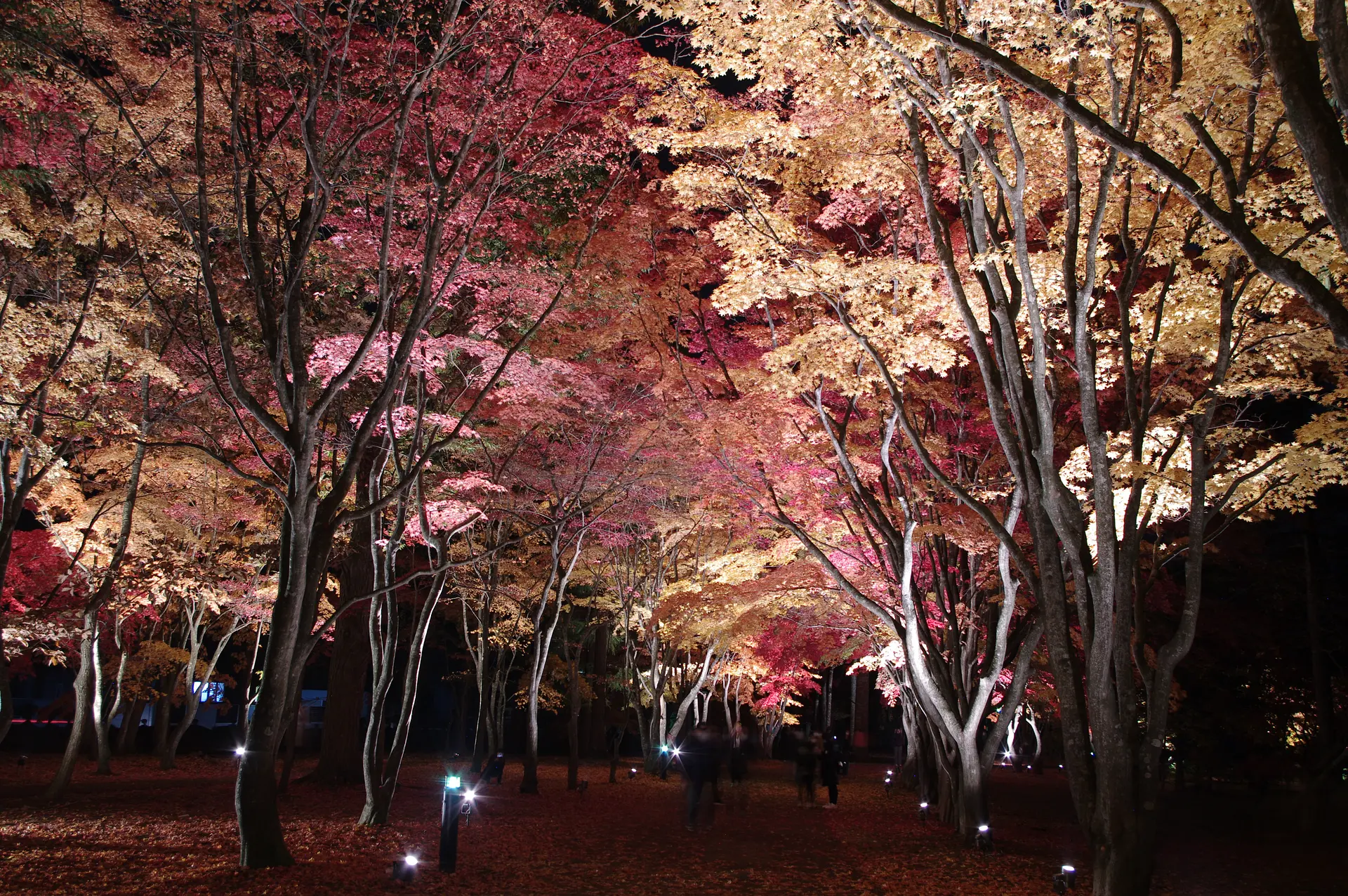 ※函館新聞社撮影※香雪園夜.JPG