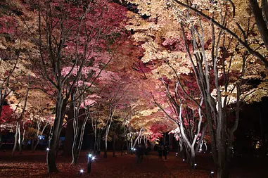 函館で紅葉が楽しめる、おすすめスポット14