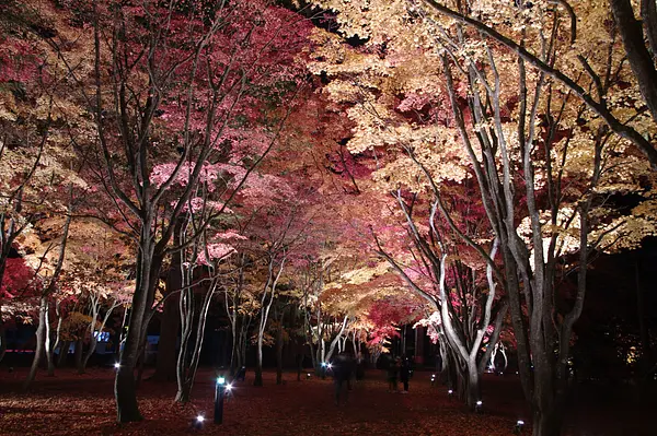 ※函館新聞社撮影※香雪園夜.JPG