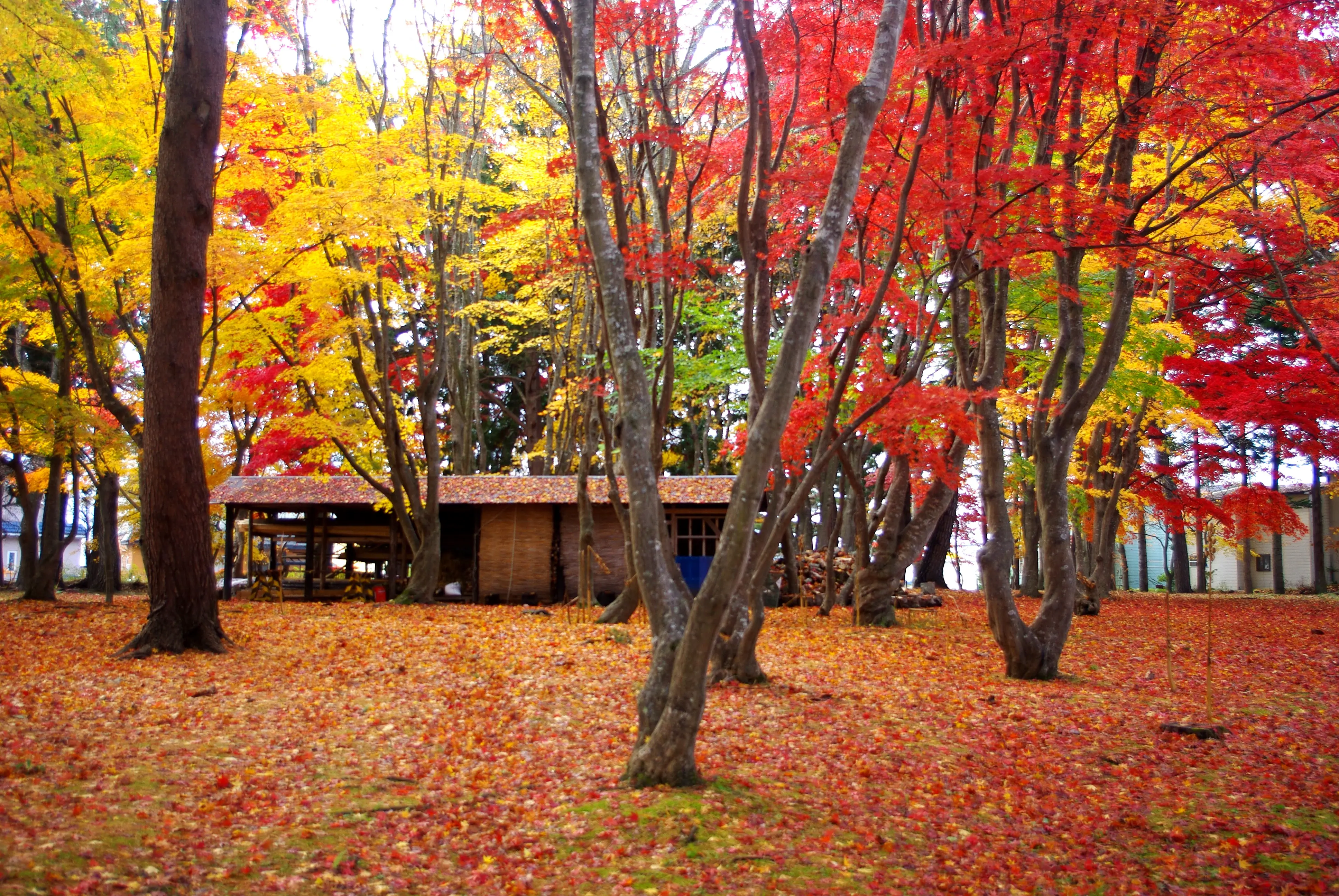 ※函館の観光画像ライブラリー※Miharashi_Park(Kousetsuen)-1.jpg