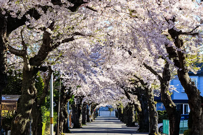 桜