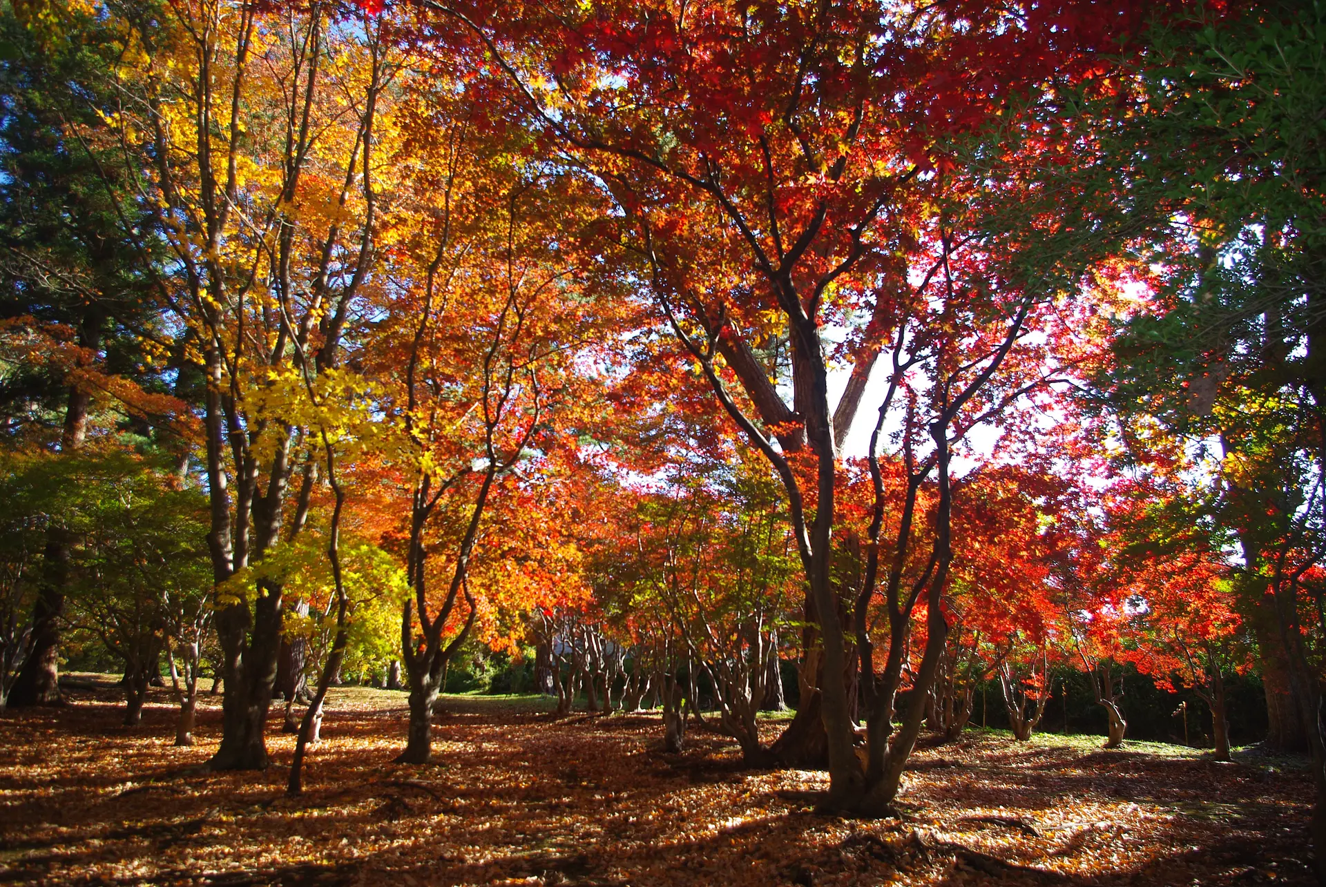 秋深まる香雪園で、紅葉ウォッチング | 特集一覧 | はこぶら