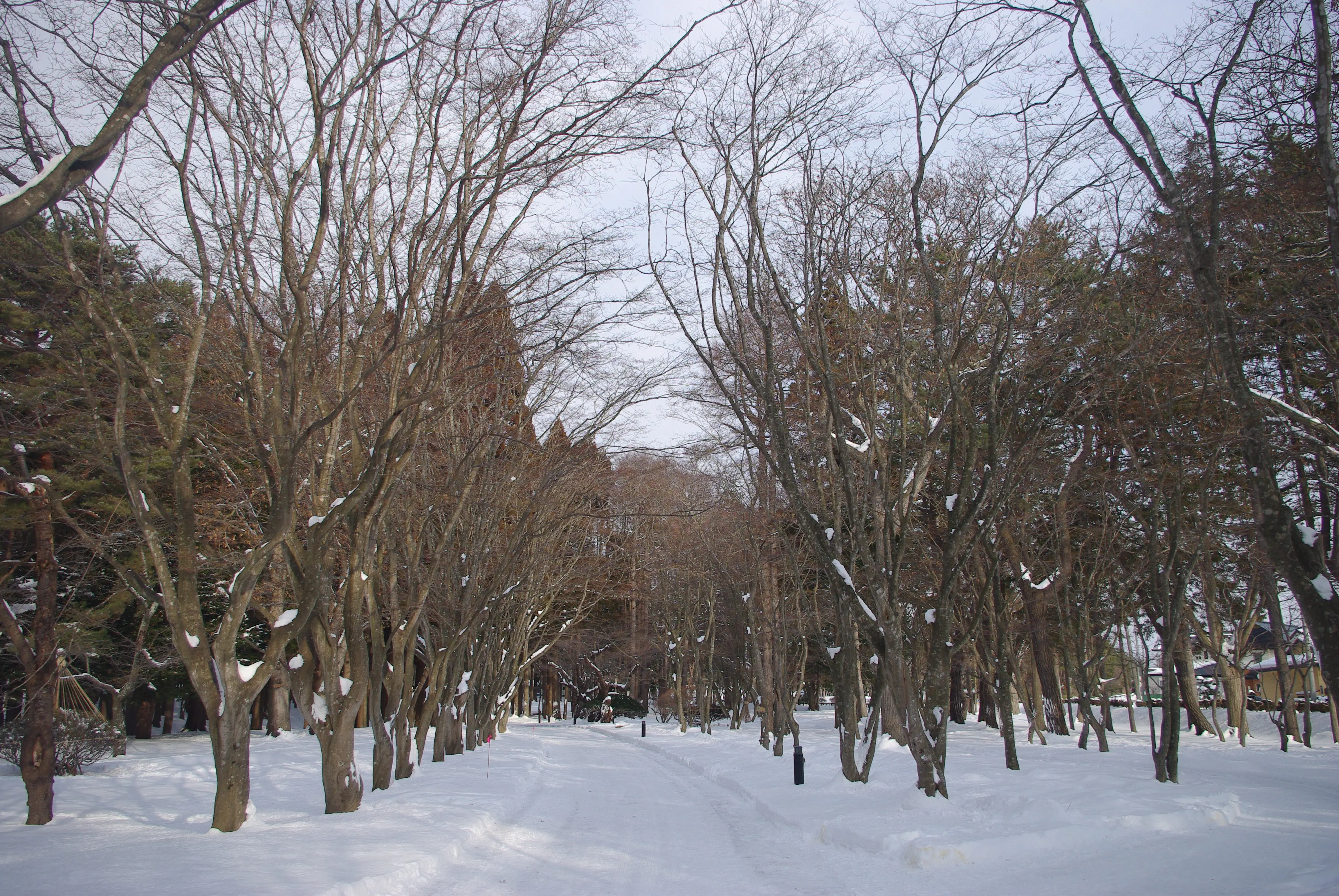 セール新品江戸期の庭園雪景色大皿 染付